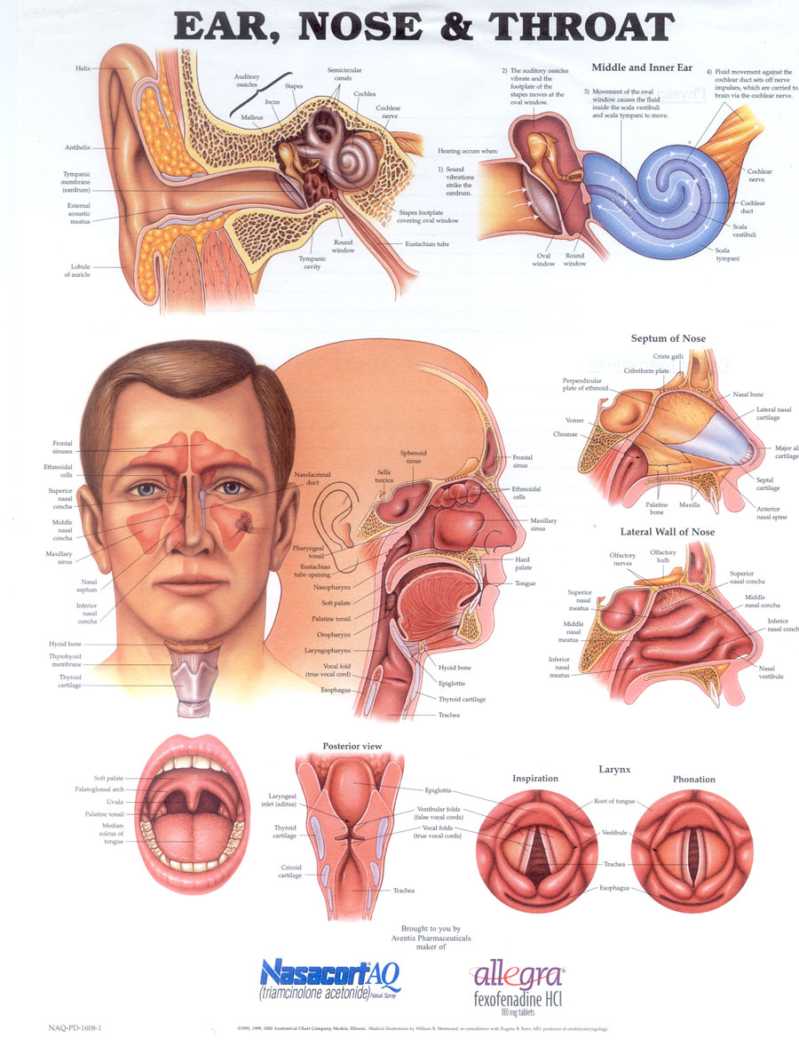 Nose Throat Diagram 45